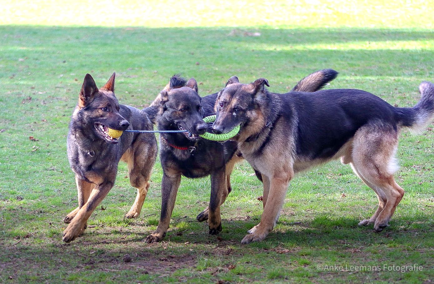 pets fotografie