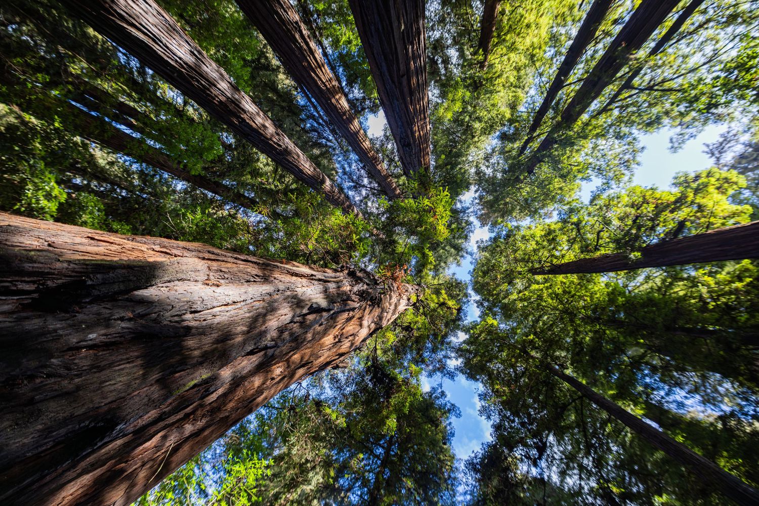 Looking up at towering redwood trees from ground level with sunlight filtering through the canopy.