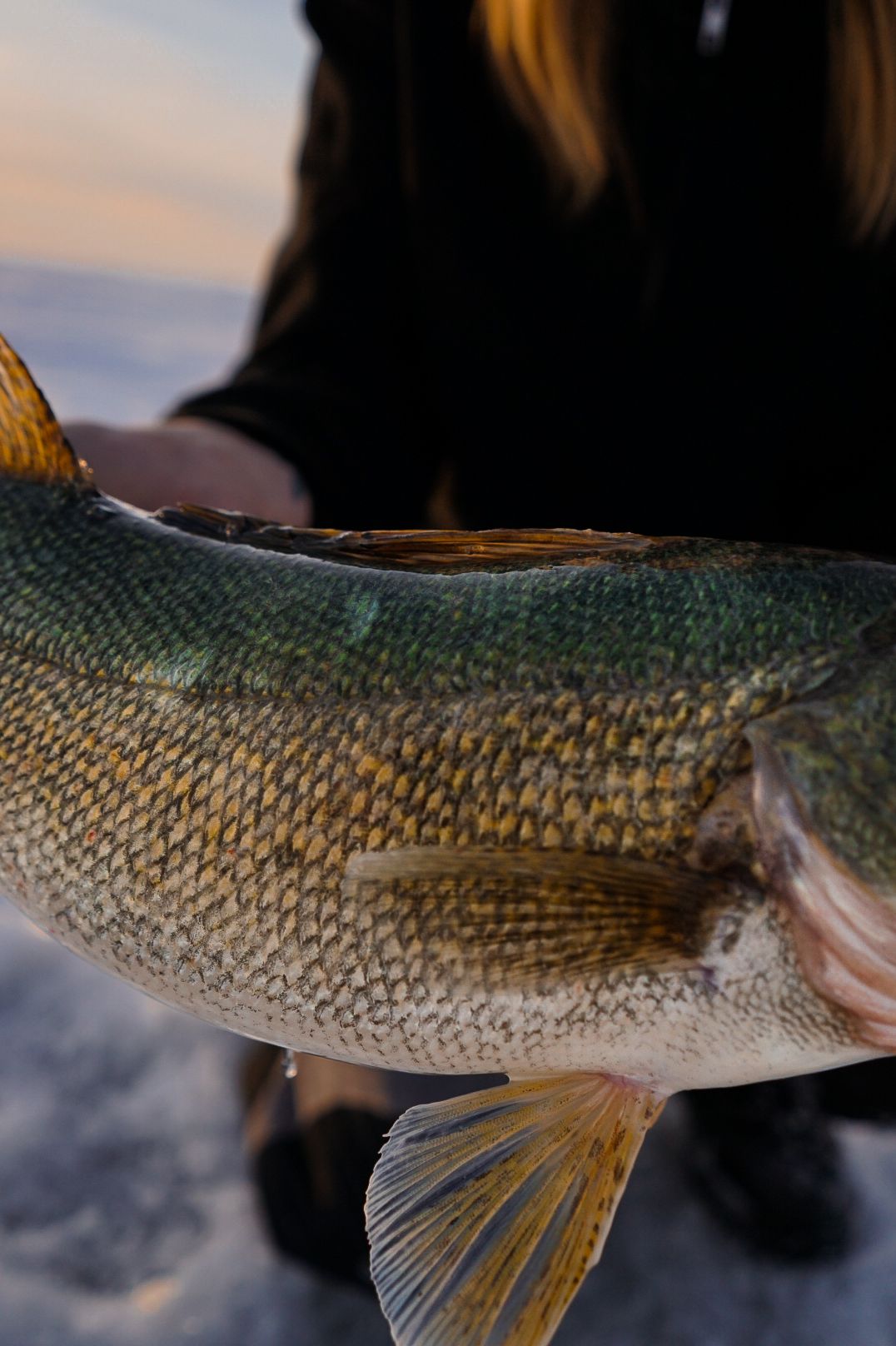 Close-up view of a freshly caught fish showing its iridescent scales and fins.