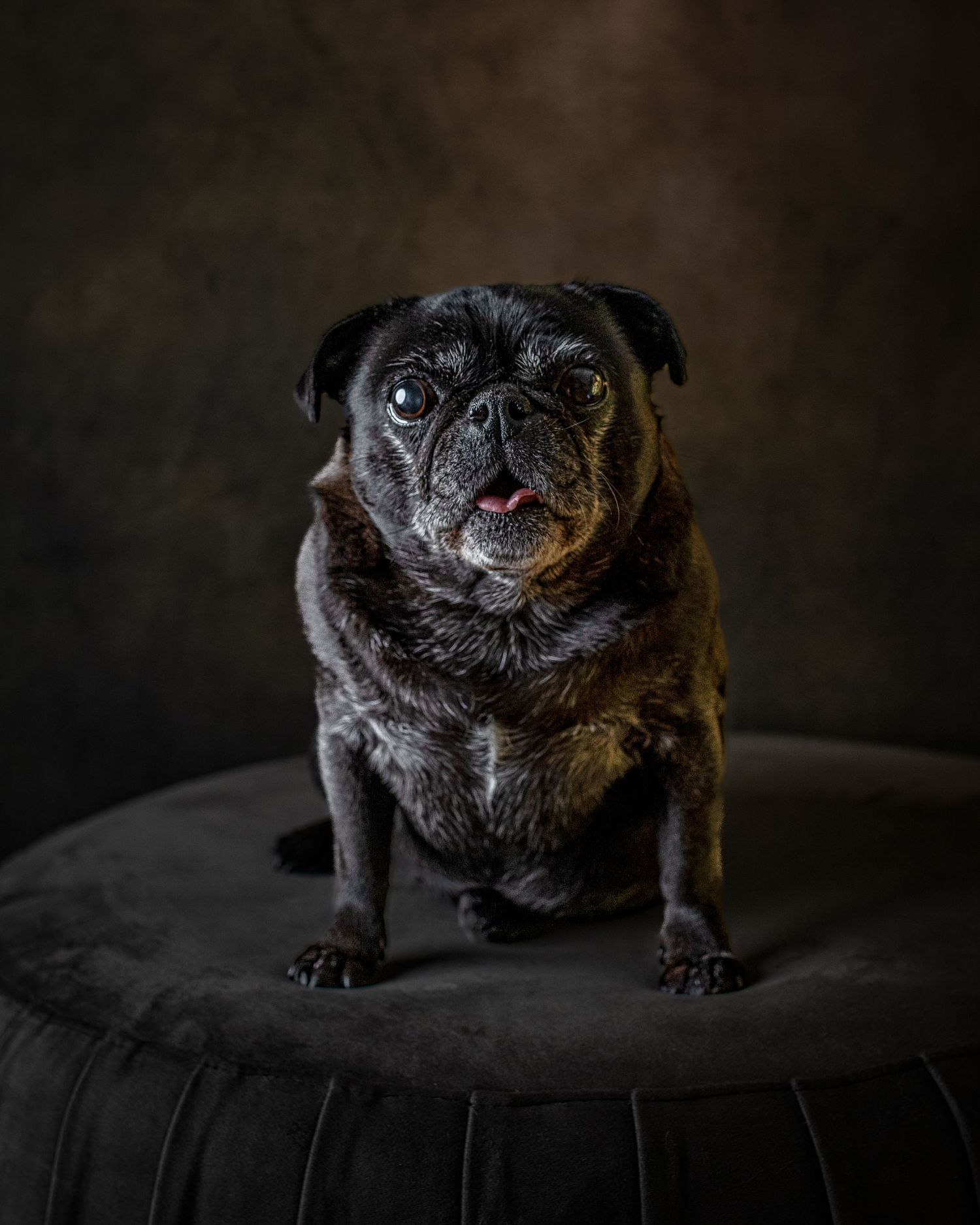 A black pug sits dramatically posed against a dark background with moody lighting.