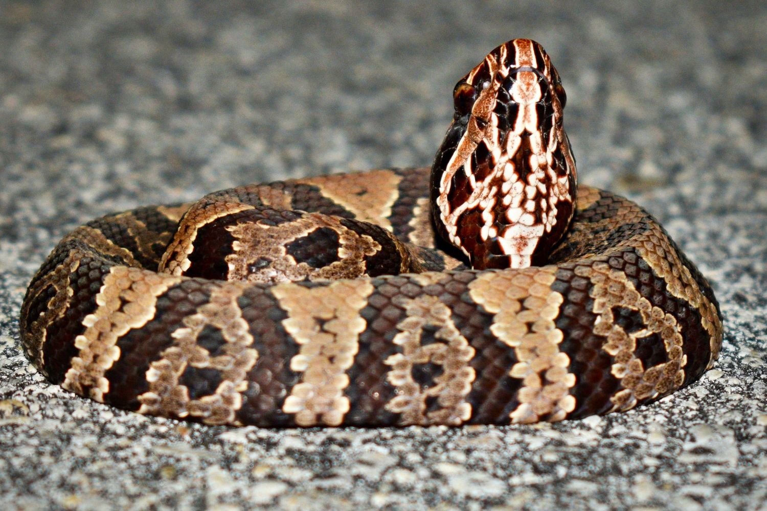 Gone herping