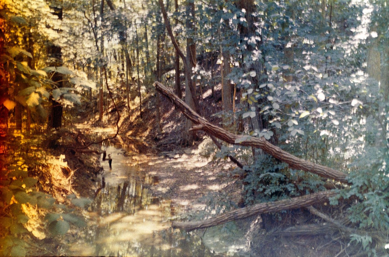 Sunlit forest path with fallen tree trunk creating natural archway.