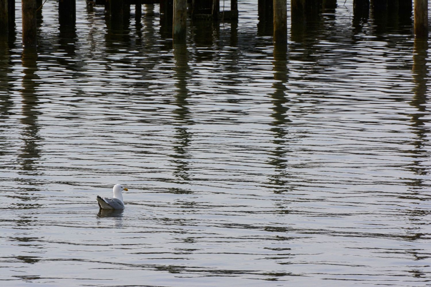 Seagull in Marina