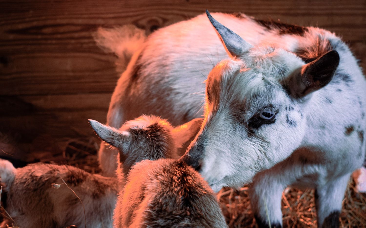 goat mom and two goat babies