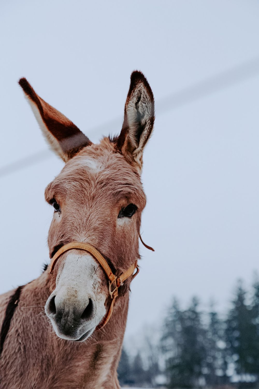Donkey