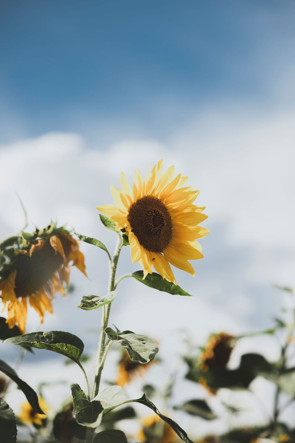 Sunflower