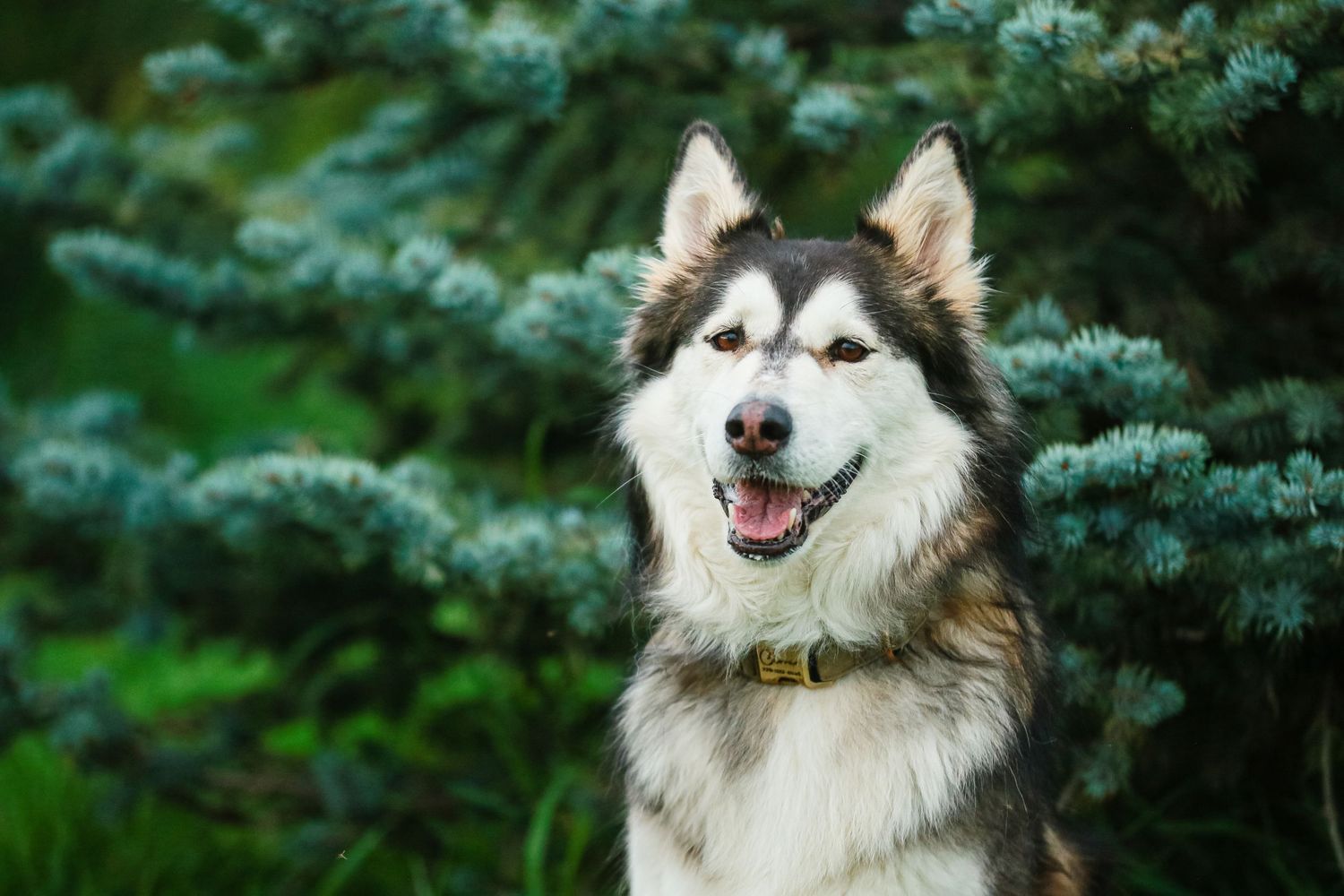 Friendly Alaskan Malamute dog sitting in front of lush green pine trees outdoors.