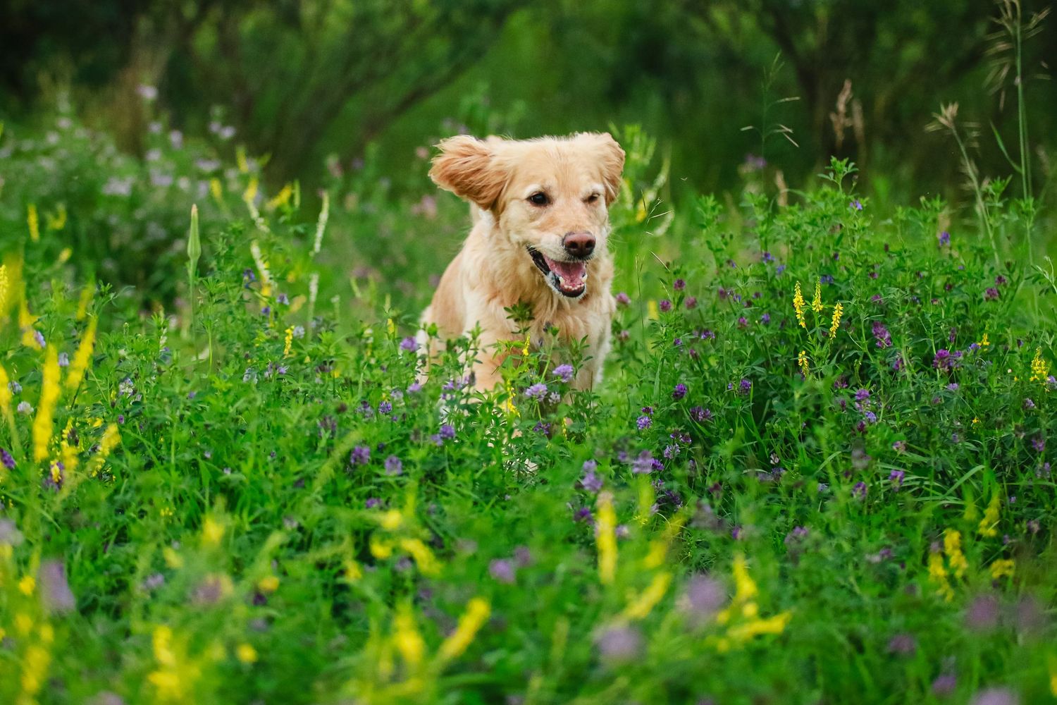 Happy golden retriever running through a vibrant wildflower meadow with tongue out.