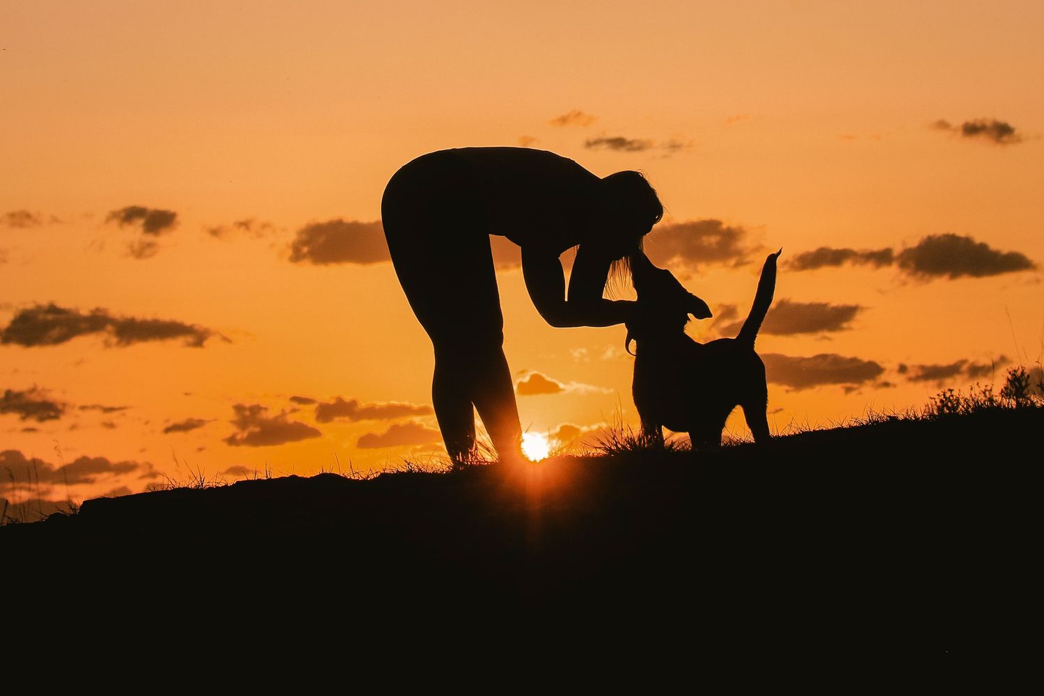 Silhouette of person bending to interact with a dog at golden sunset.