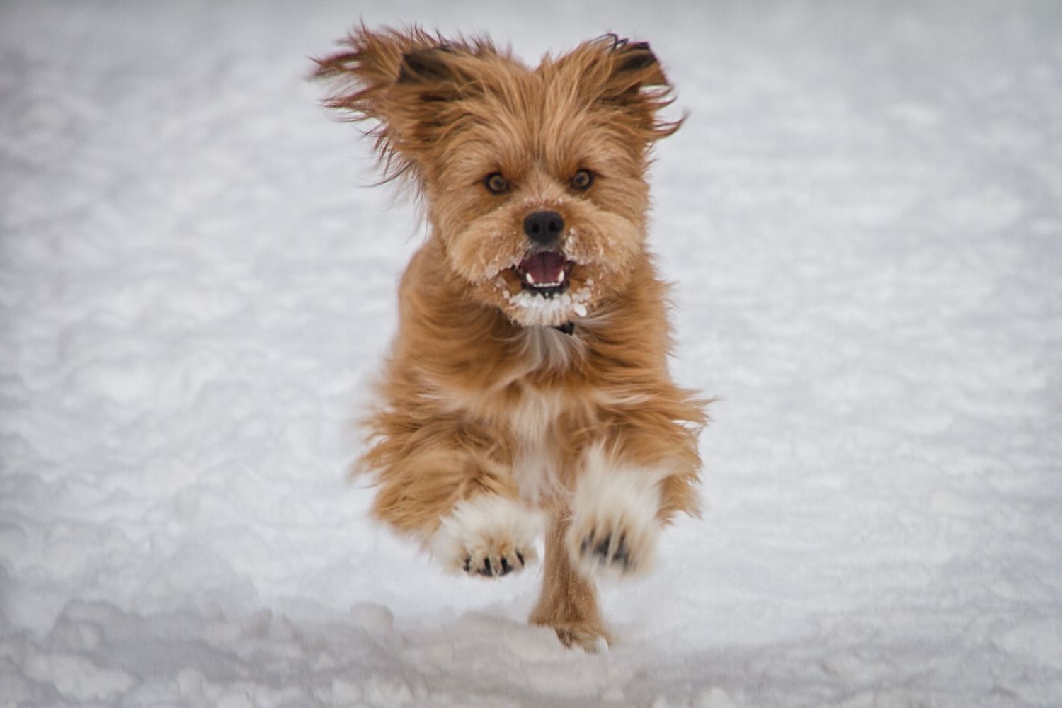 An energetic fluffy brown dog runs playfully through fresh white snow with mouth open.