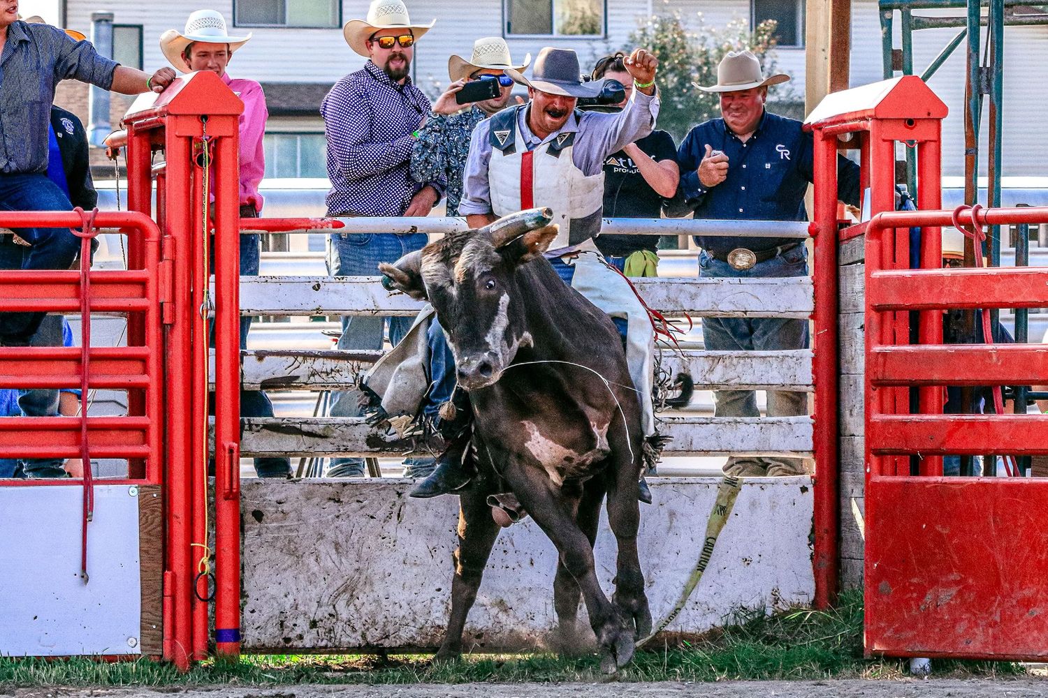 A bull rider grips tightly as a black bull bucks aggressively in a rodeo arena.