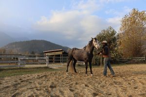 Horse Training Photo Wall Art