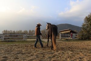 Horse Training Photo Wall Art with Golden Light