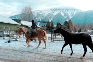 Mountain Horse Rider with Horses Photo Wall Art in Blue