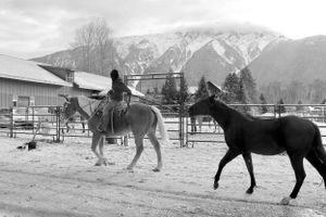 Mountain Horse Rider with Horses Photo Wall Art