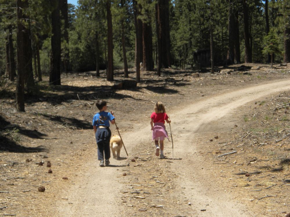 Hikers walking with dog on dirt trail through pine forest.