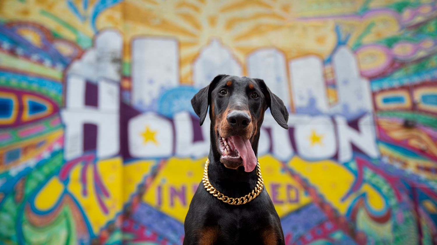 Doberman with tongue out in front of downtown houston mural