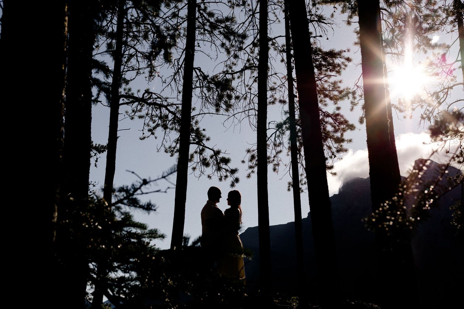 Silhouetted figures stand among tall pine trees with sunlight streaming through branches.