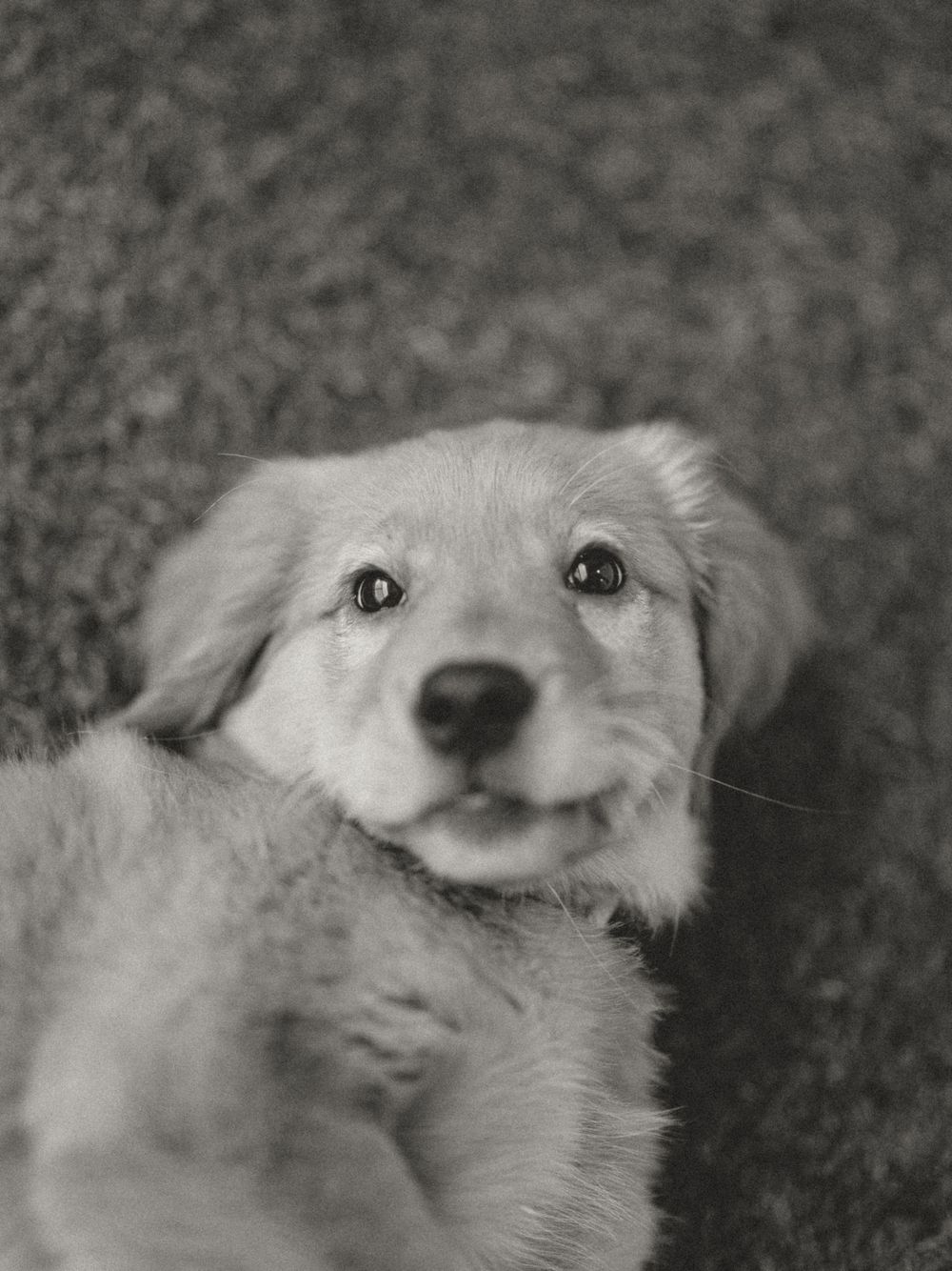 Black and white photo of a golden retriever puppy during a pet photography shoot.