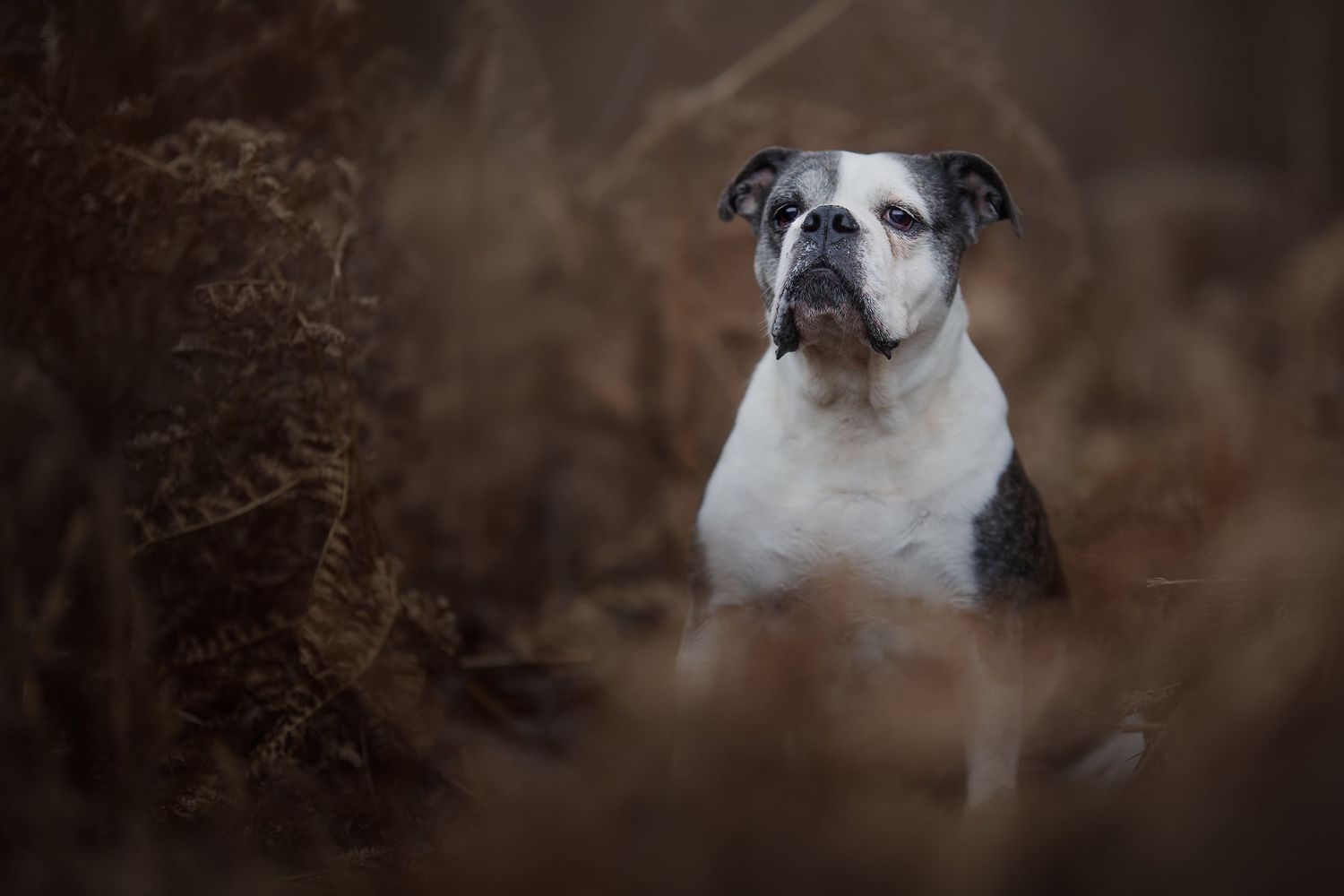 English bulldog lying on a dark leather couch against a black background.