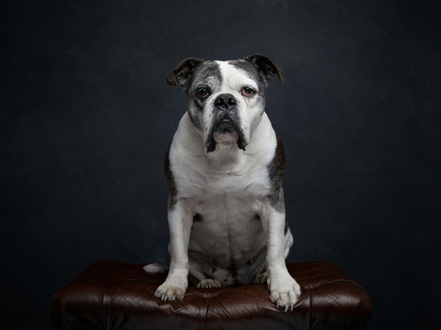 English bulldog sitting on a brown leather couch in a studio setting.