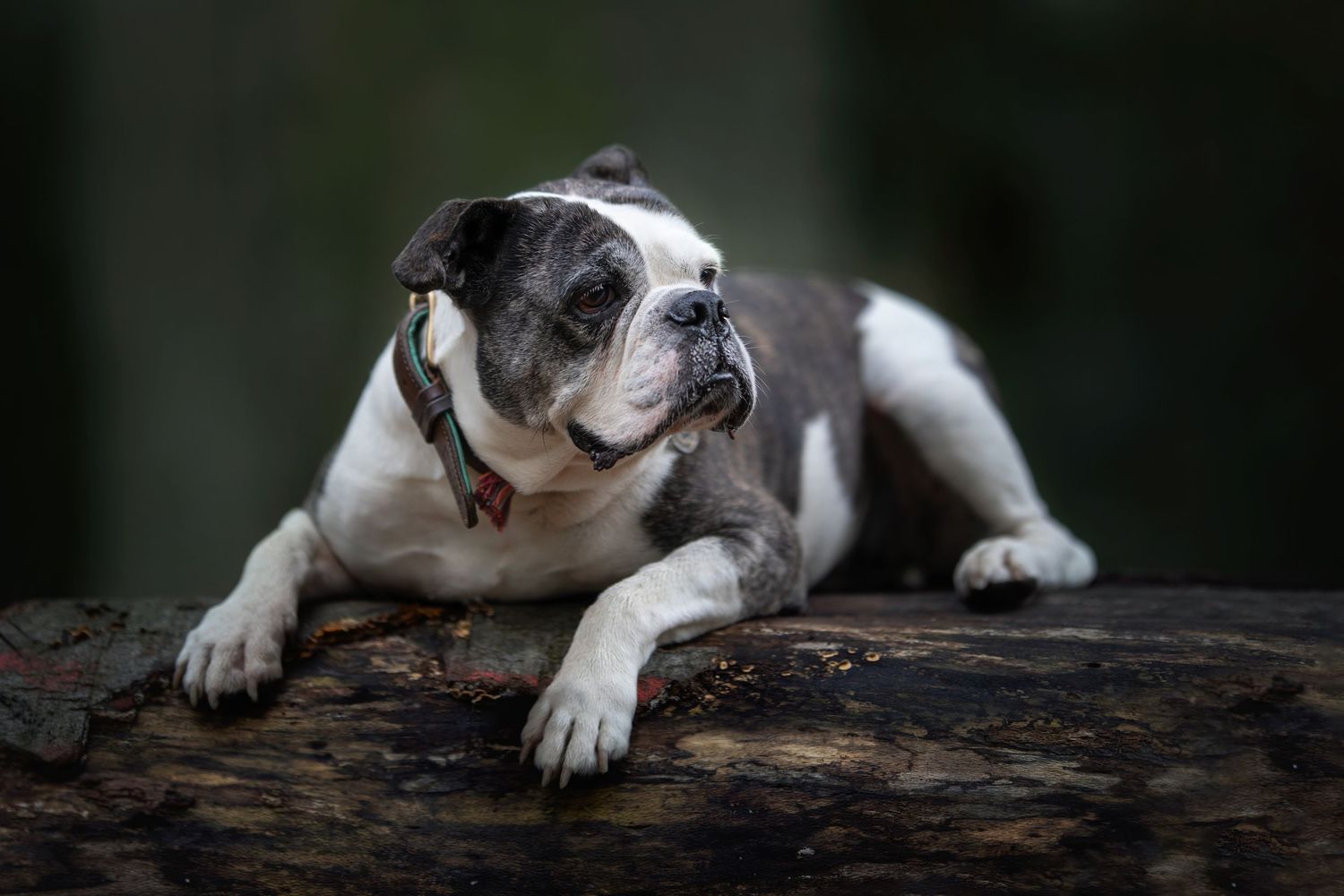 English bulldog resting on a rustic wooden log in a moody outdoor setting.
