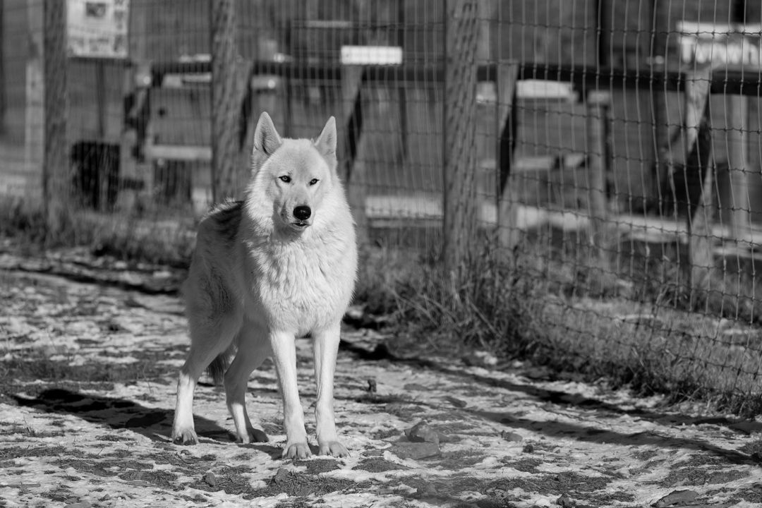 Katahna Hanging out by the high fences needed to house the Wolf Dogs