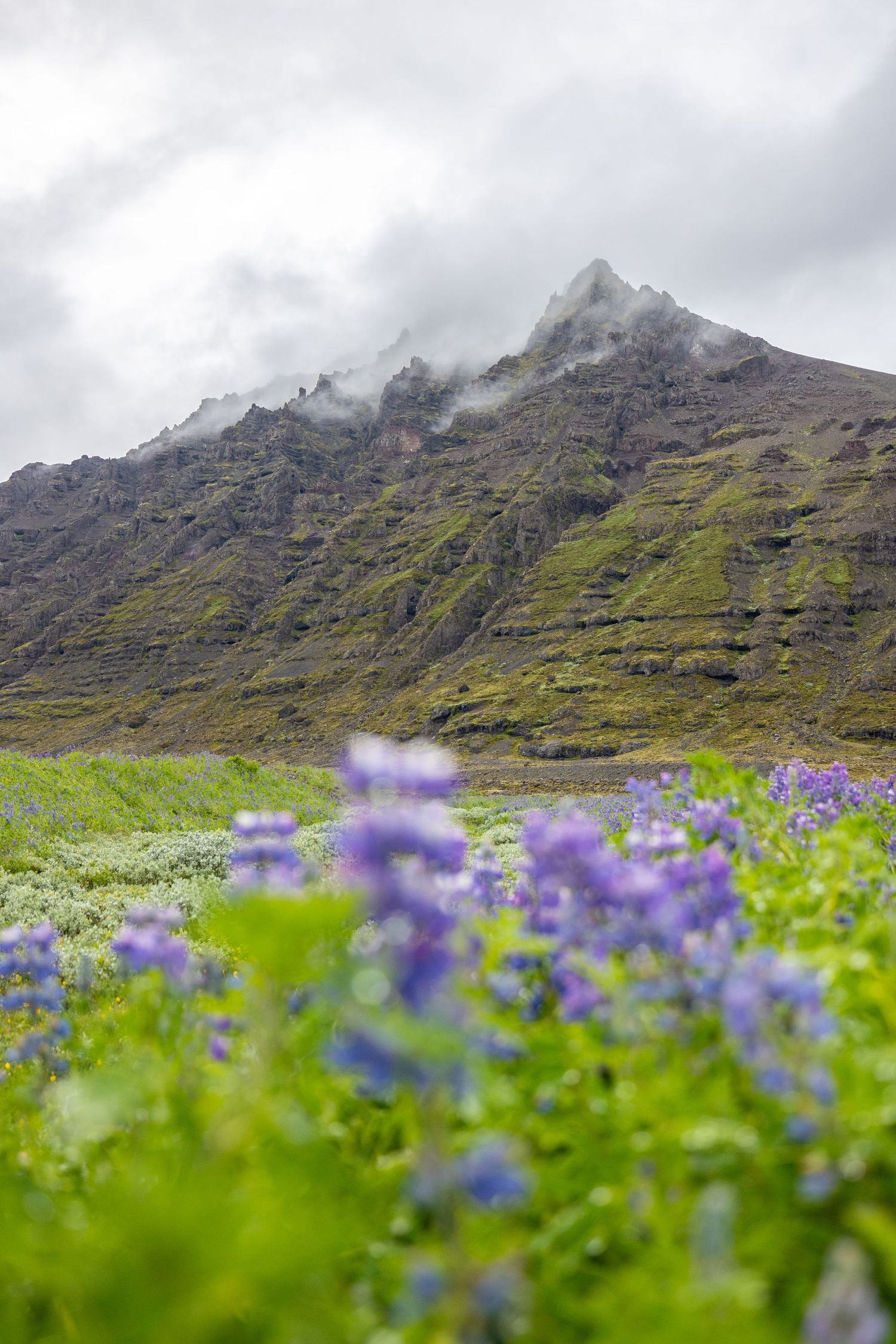 Iceland lupin custom print