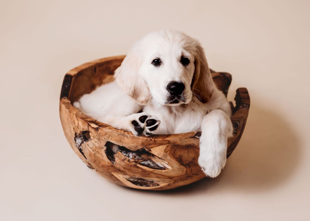 #puppyphotos