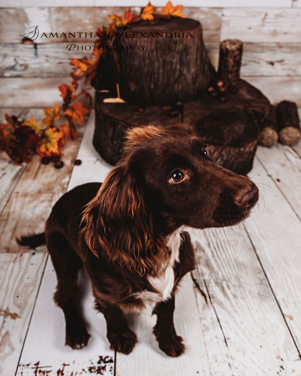 #dogphotography