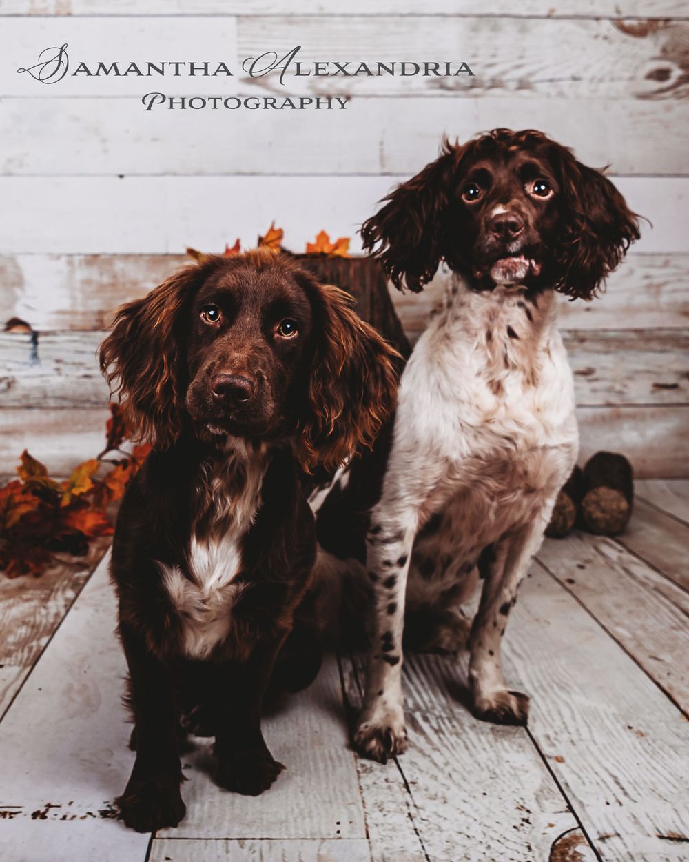 #wiganpetphotoshoot