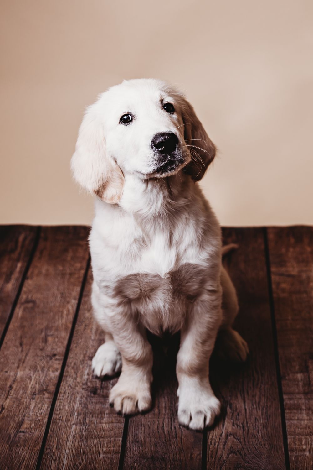 #puppyphotoshoot