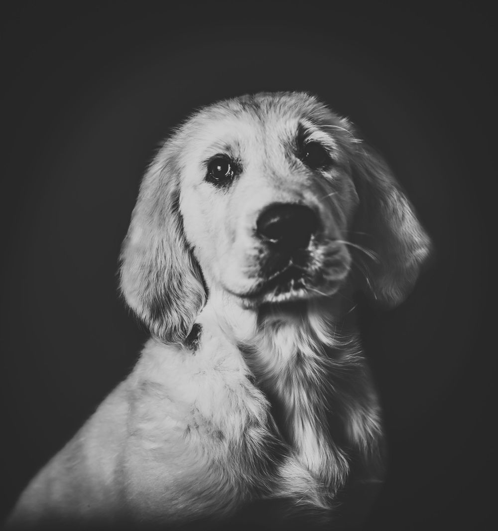 #puppyphotos