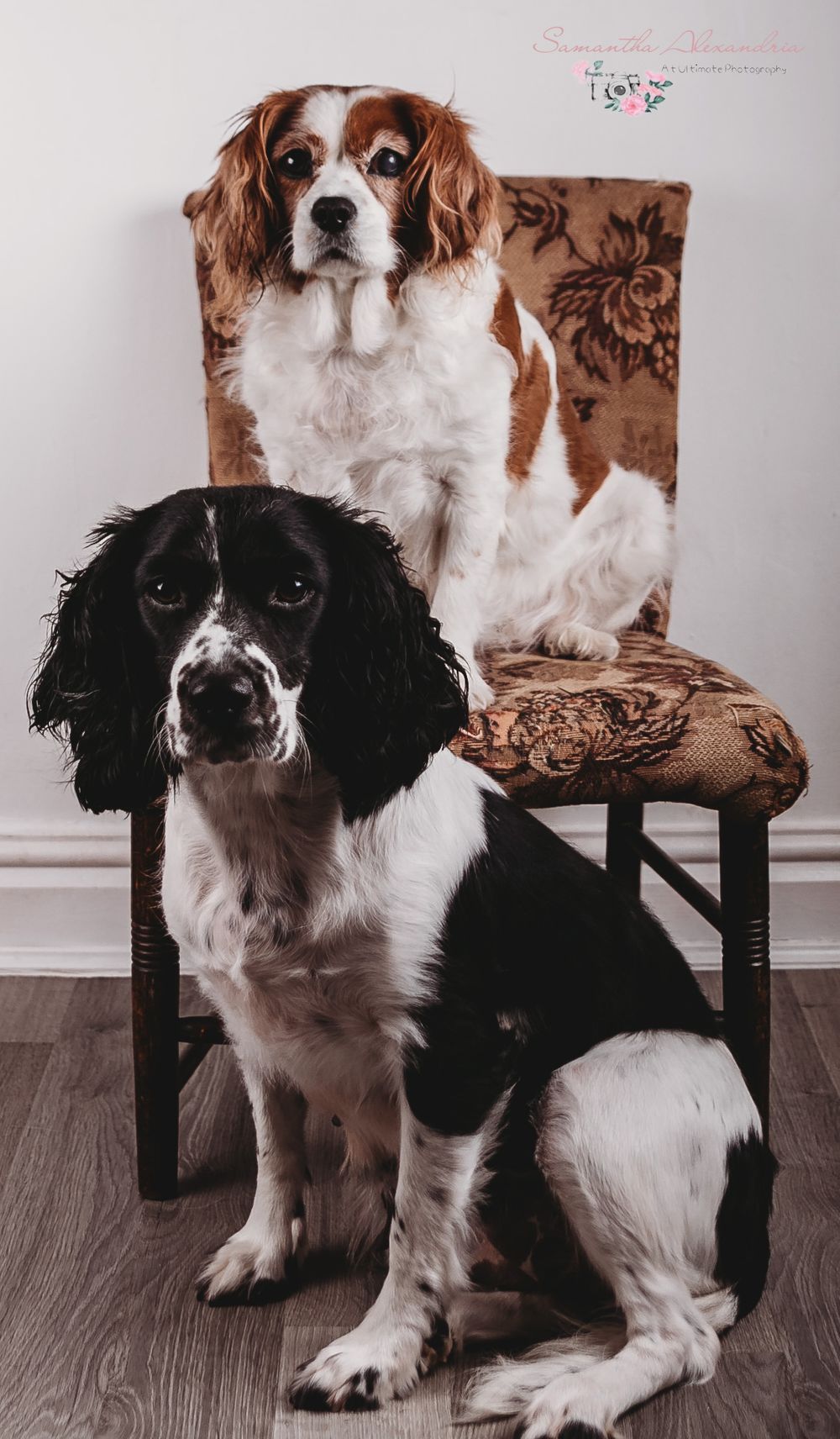 #petphotoshoot