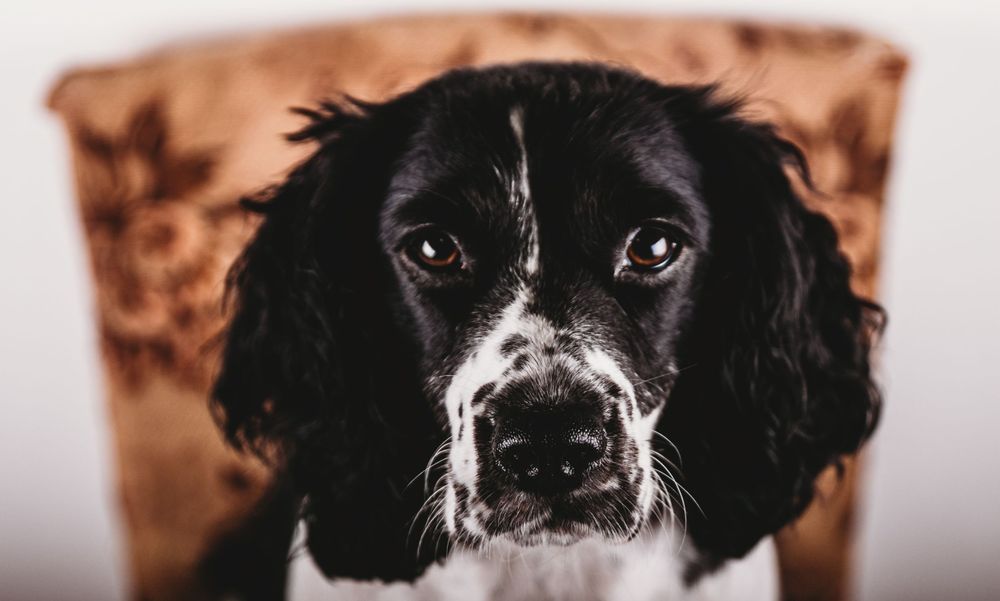 #petphotography