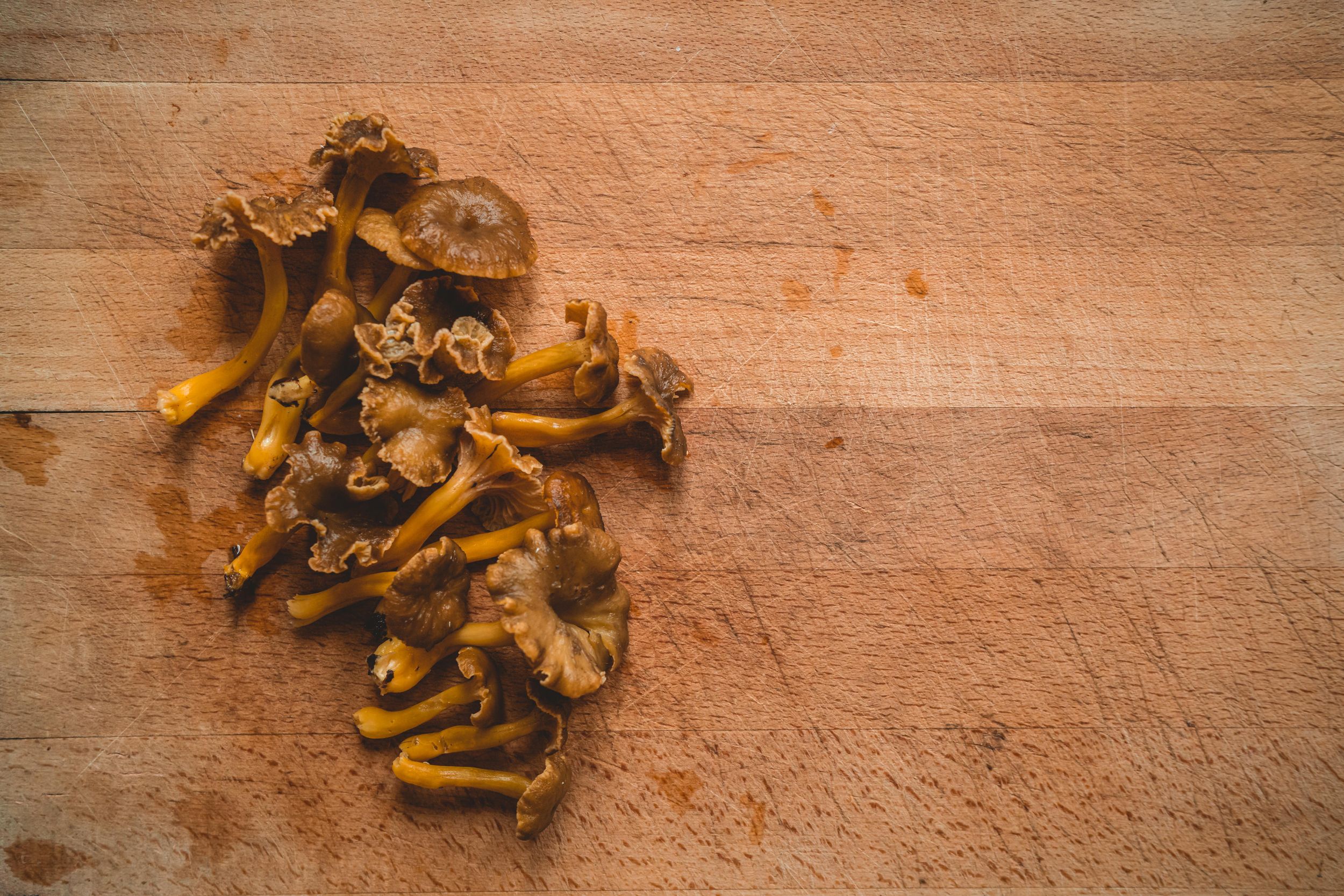 Winter Chanterelles - The Grizzly Forager: The Definitive Guide to ...