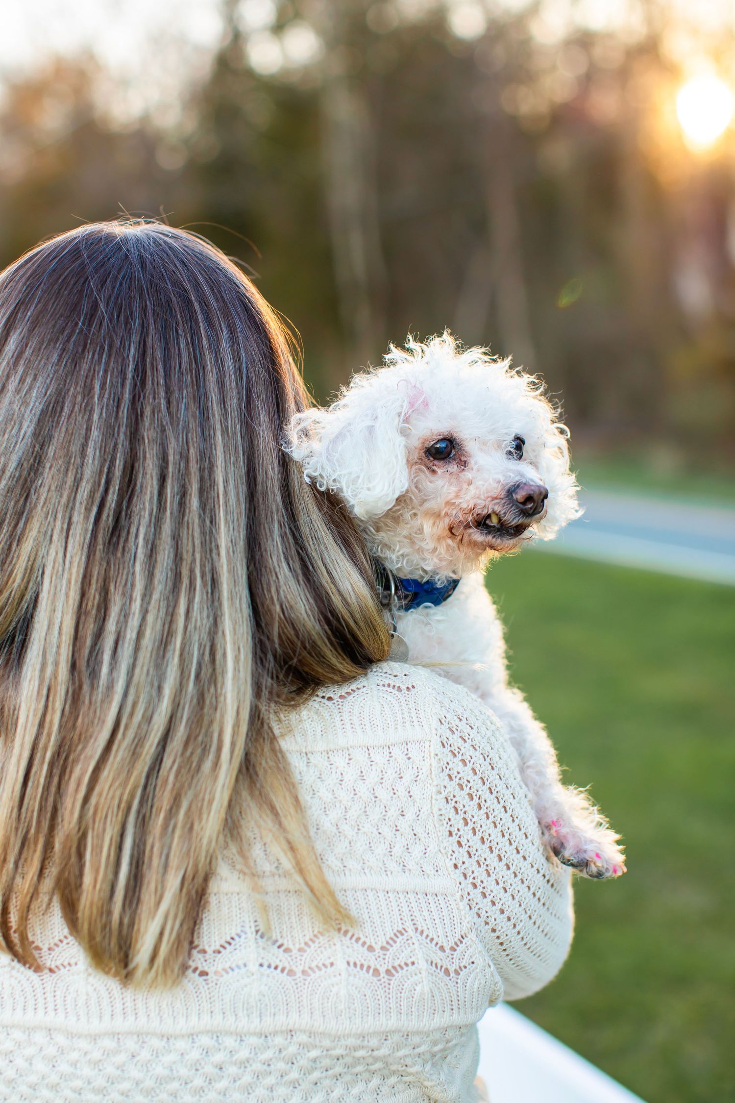 Small white fluffy dog being held while wearing a blue collar against sunset background.