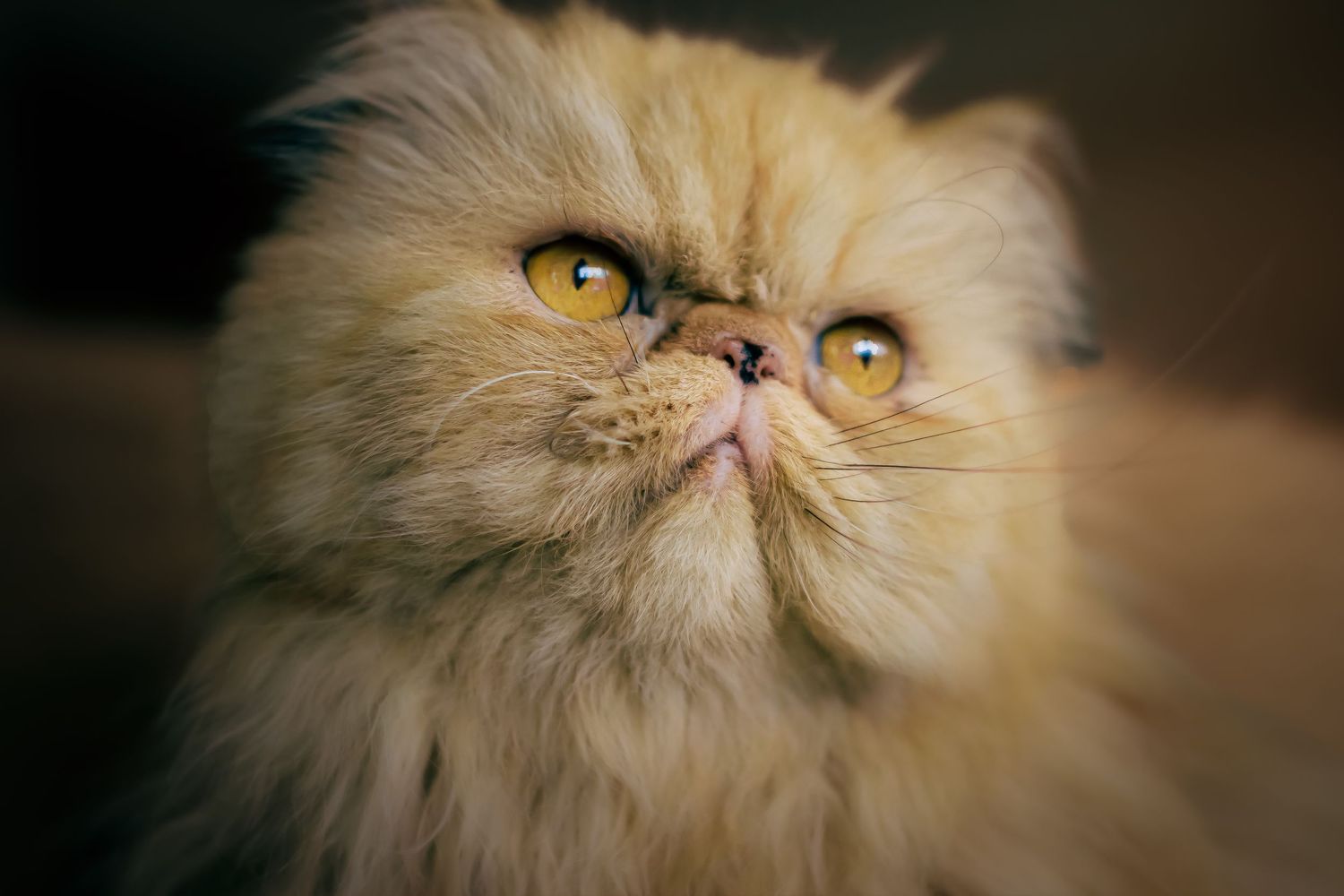 Fotografa de gatos