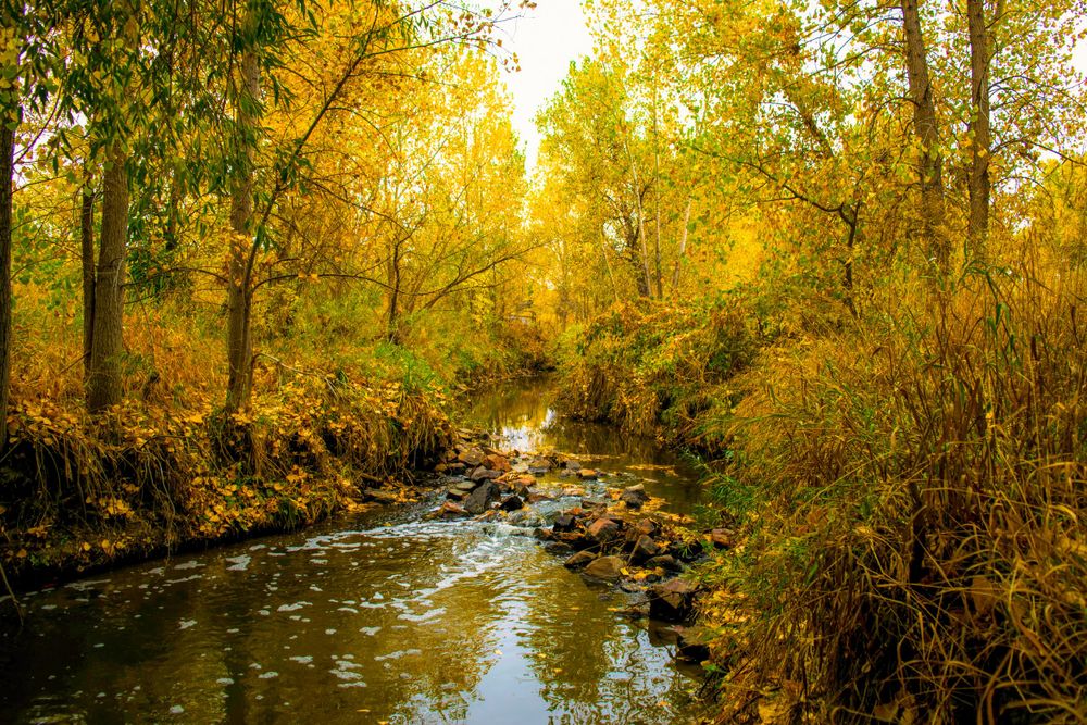 A tranquil creek flows through golden autumn trees with sunlit foliage reflecting in the water.