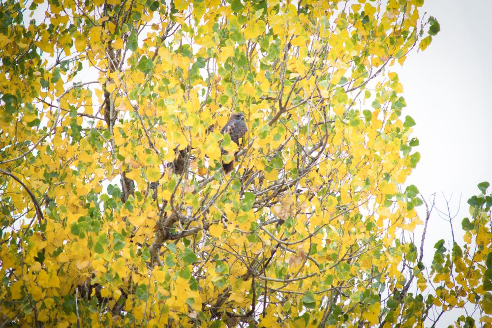 Bird silhouette among bright yellow autumn foliage against white sky.