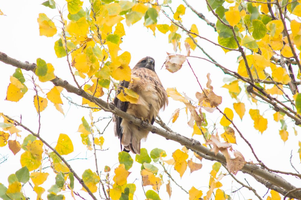 A hawk perched on a branch among vibrant yellow autumn leaves.