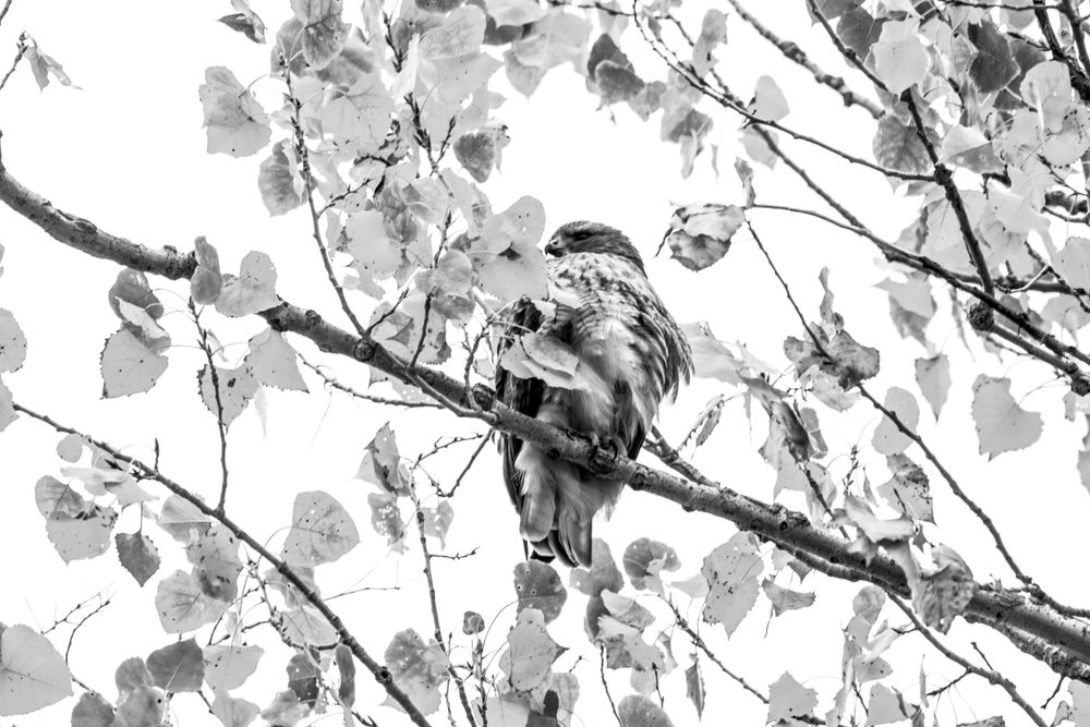A bird resting on a tree branch in black and white artistic composition.