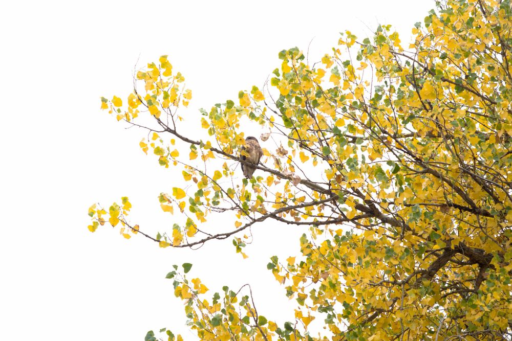 Bird perched in a yellow fall tree with golden foliage.