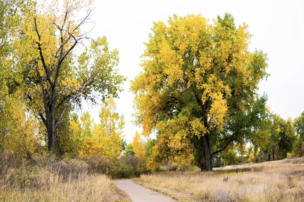 Winding path through golden autumn trees in a peaceful park setting.