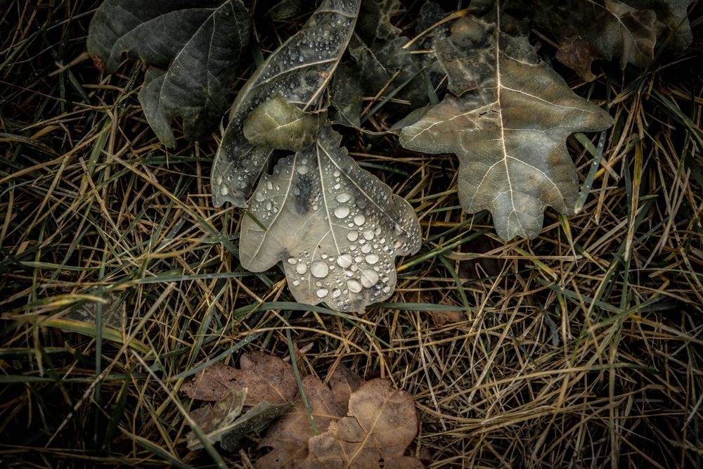 Closeup of dewy fall leaves with water droplets in dark moody lighting.