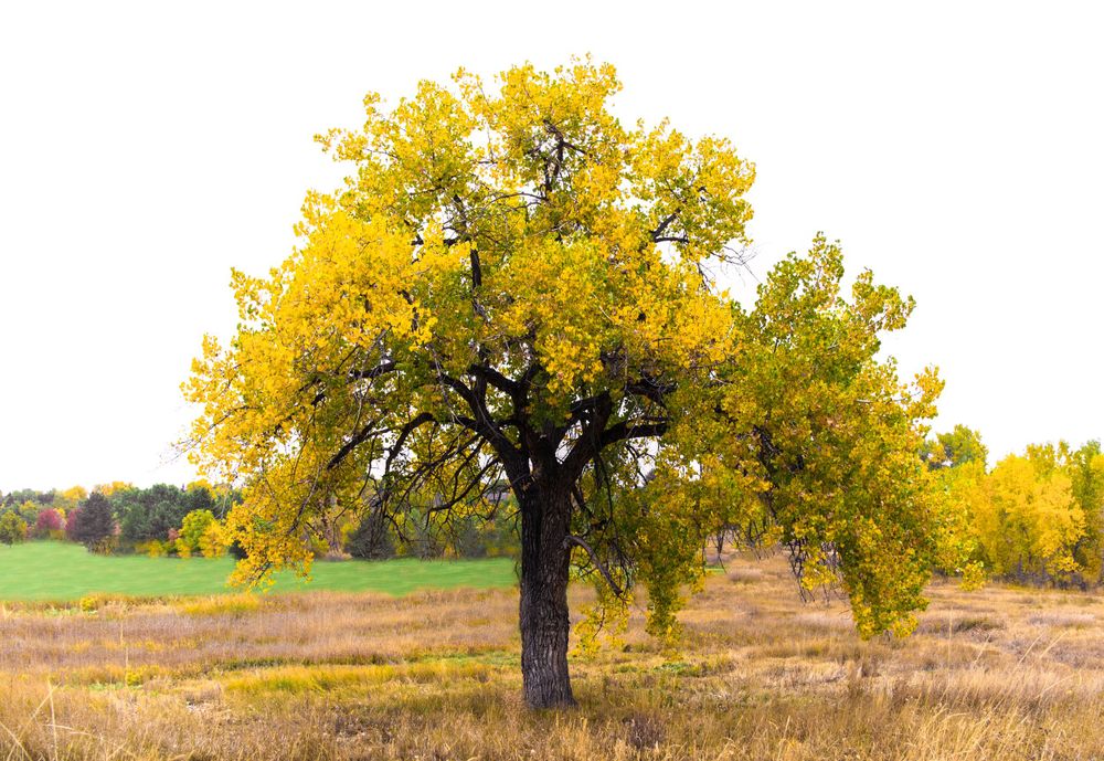 Lone cottonwood tree with bright yellow autumn foliage standing in an open prairie field.