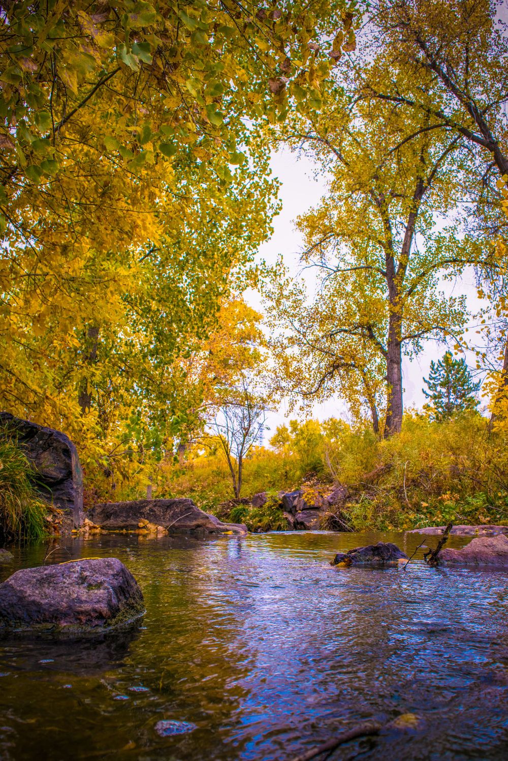 Rocky creek surrounded by vibrant yellow fall foliage and tall trees in autumn sunlight.