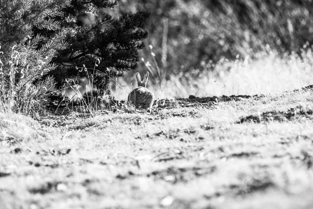 Black and white image of rabbits resting in sunlit meadow grass.