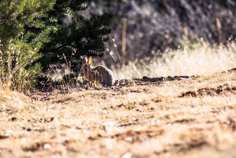 Wild rabbit sits partially hidden beneath desert brush and sunlight.