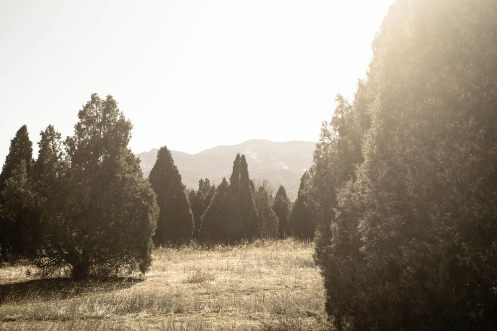 Misty morning light filters through evergreen trees in mountain landscape.